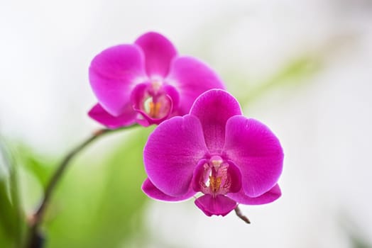 pink orchids at botanical garden