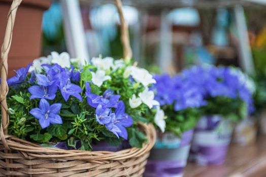 blue flowers at garden in sunny day