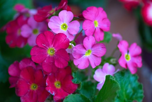 flowers at garden in sunny day