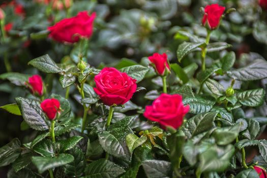 Beautiful red rose in a garden