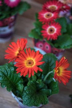flowers at garden in sunny day