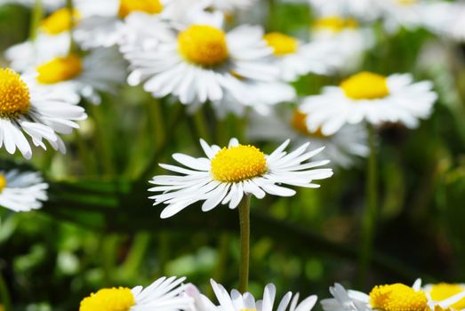 several blooming white daisies on the green meadow at spring