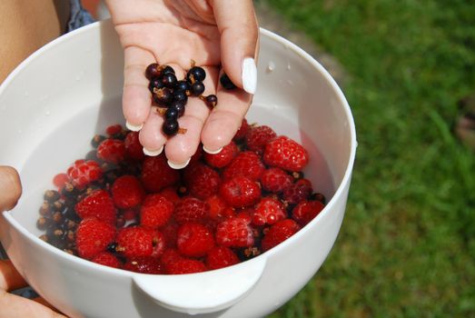 woman hand holding white bowl with raspberries and black currants