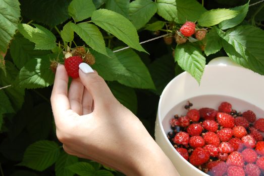 Woman hand picking growing raspberry outdoor and putting them in plastic white bowl with water
