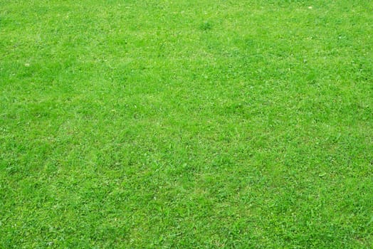 Green grass with different plants, nature background. Close-up view