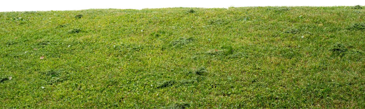 Grass with different plants, nature background. Close-up view