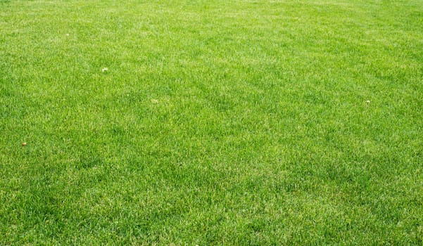 Lawn with different plants, nature background. Close-up view