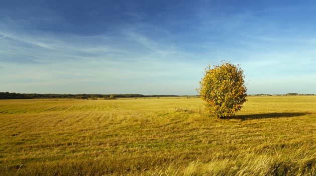   a tree with the yellow leaves, growing in a field in an autumn season
