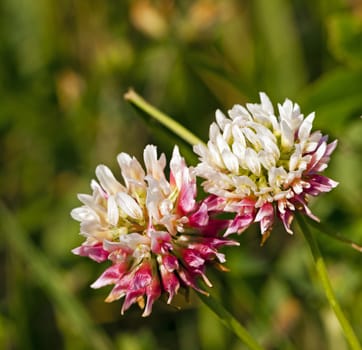   photographed by a close up clover flowers. small depth of sharpness