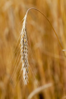   the ripened ears of cereals photographed by a close up