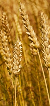  rye ears which have to ripen soon. small depth of sharpness