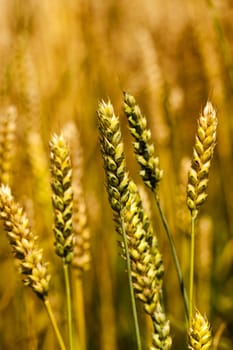   the ears of cereals photographed by a close up. small depth of sharpness