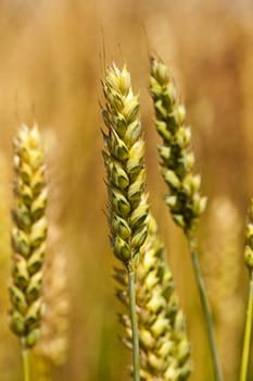   rye ears which have to ripen soon. small depth of sharpness