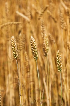   rye ears which have to ripen soon. small depth of sharpness