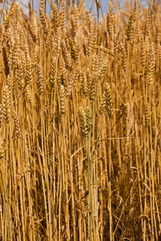  the ripened ears of cereals photographed by a close up