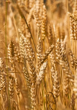  the ears of the ripened cereals photographed by a close up