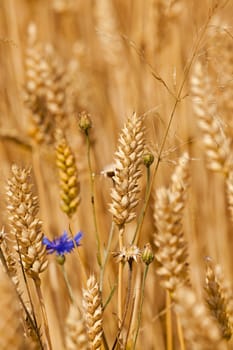   the ears of the turned yellow ripened rye photographed by a close up