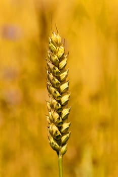   the ripened ears of cereals photographed by a close up