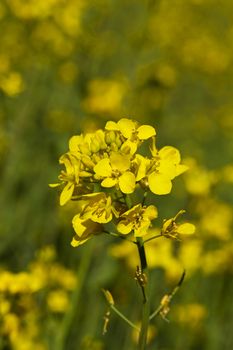   the yellow flower of a colza photographed by a close up