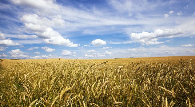 agricultural field on which grow up cereals