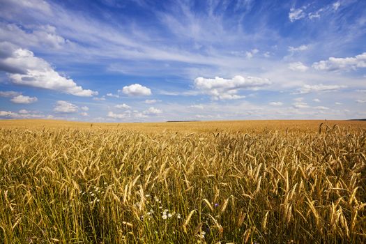   an agricultural field on which grows green unripe cereals