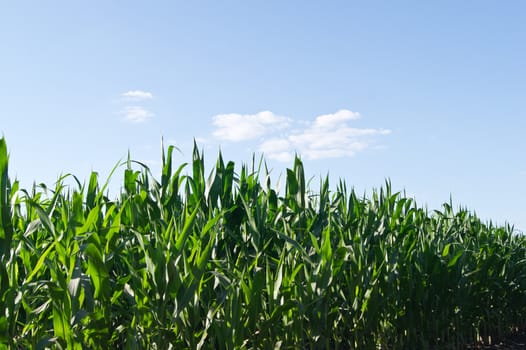 Fast growing maize plants in the clouds.