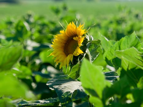 The first flower Sunflower alone in the field.