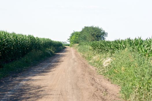 The dusty dirt road next to corn fields.