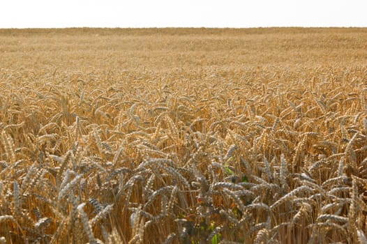 From the wheat field waiting for harvest.