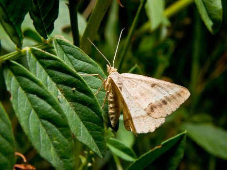 The moth flies in the dense gas.