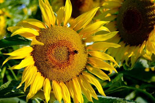 The flowers opened sunflower bumble bee visits.