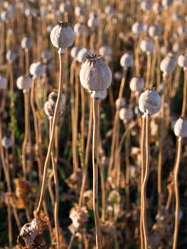 The ripe eating poppy cocoon before harvest.