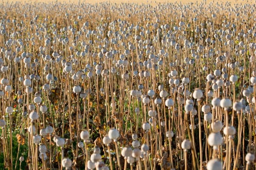 The ripe eating poppy cocoon before harvest.