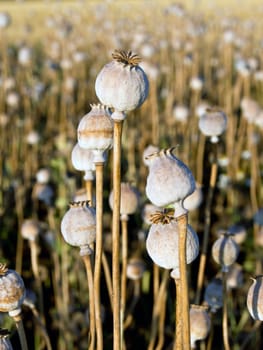 The ripe eating poppy cocoon before harvest.