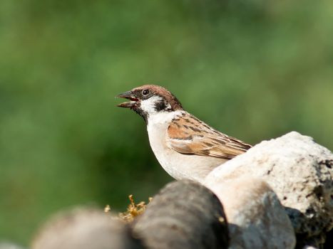 The high heat of the pant sparrow.
