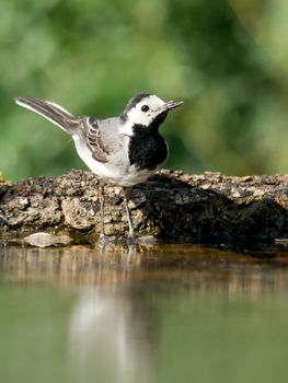 The wagtail bird drinkers to quench their thirst.