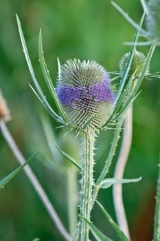 The dipsacus laciniatus roadside ditches, fallow plants.