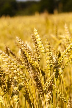   an agricultural field on which grow up cereals
