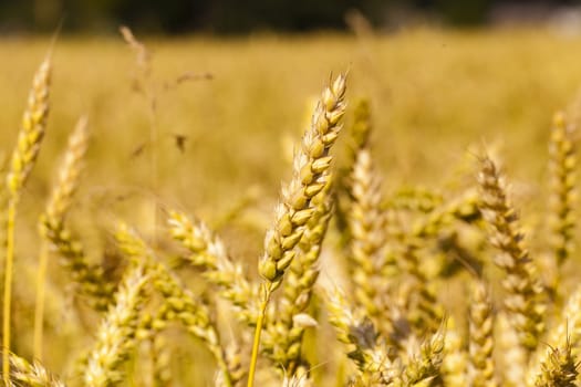  the mature ears of cereals photographed by a close up