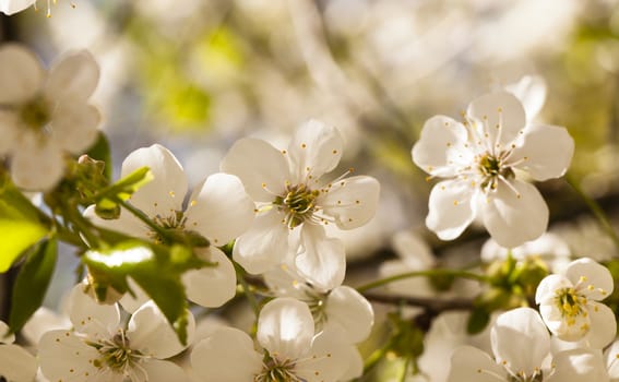 the flowers of the blossoming apple-tree photographed by a close up