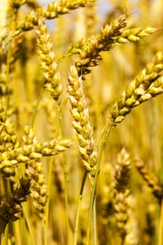   the mature ears of cereals photographed by a close up