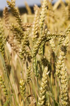  the mature ears of cereals photographed by a close up