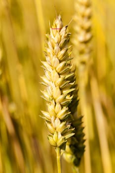   the ripened ears of cereals photographed by a close up