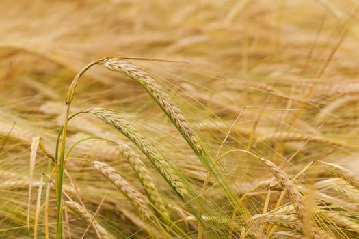   the ripened ears of cereals photographed by a close up