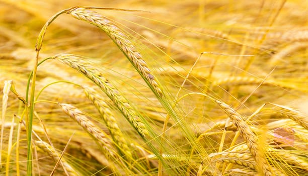   an agricultural field on which grow up cereals