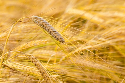   an agricultural field on which grow up cereals