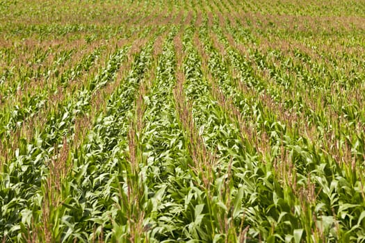   an agricultural field on which grow up corn