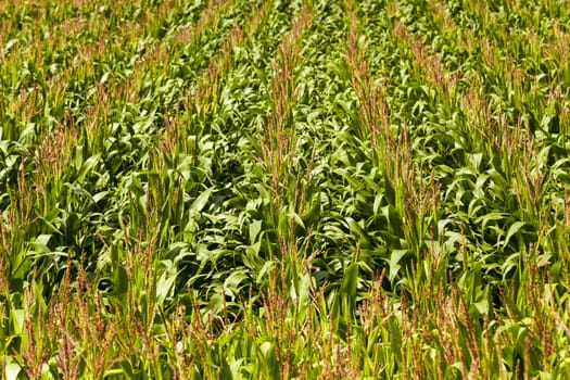   an agricultural field on which grow up corn