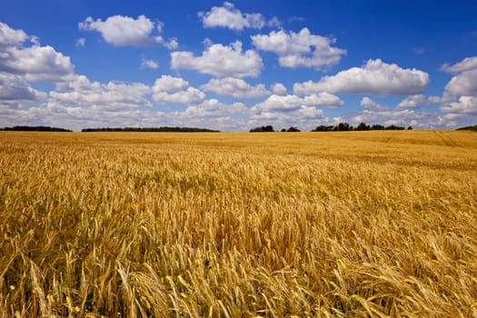  an agricultural field on which grow up wheat