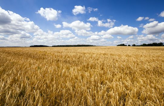  an agricultural field on which grow up wheat